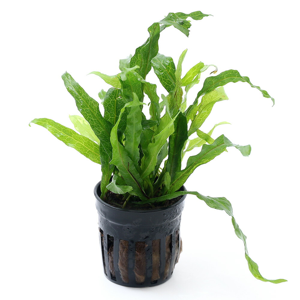 楽天市場】ミクロソリウム スモールリーフの通販