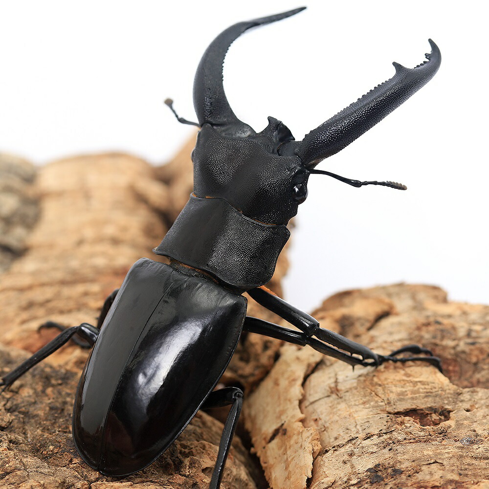 楽天市場】（昆虫）リノケロスフタマタクワガタ スマトラ ジャンビ産