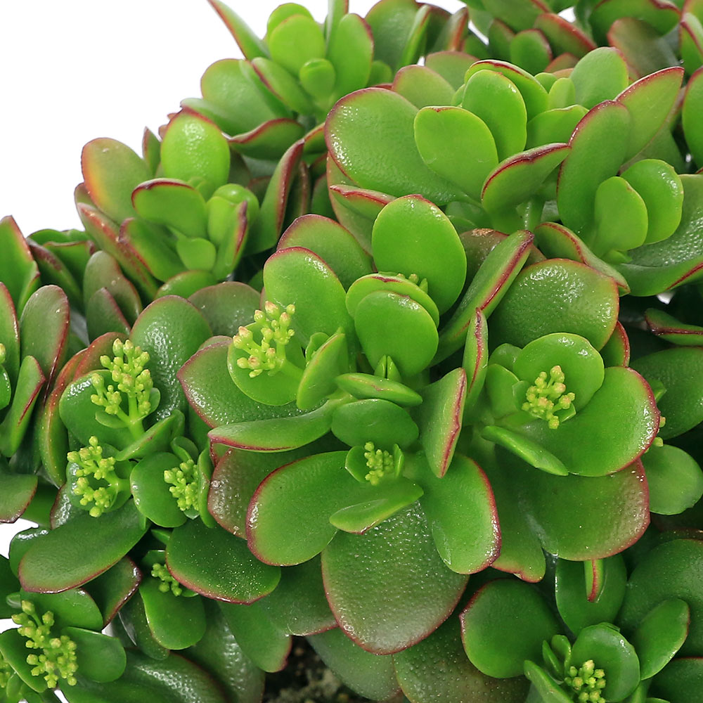 楽天市場】（多肉植物）クラッスラ 花月（金のなる木） 7号（1鉢