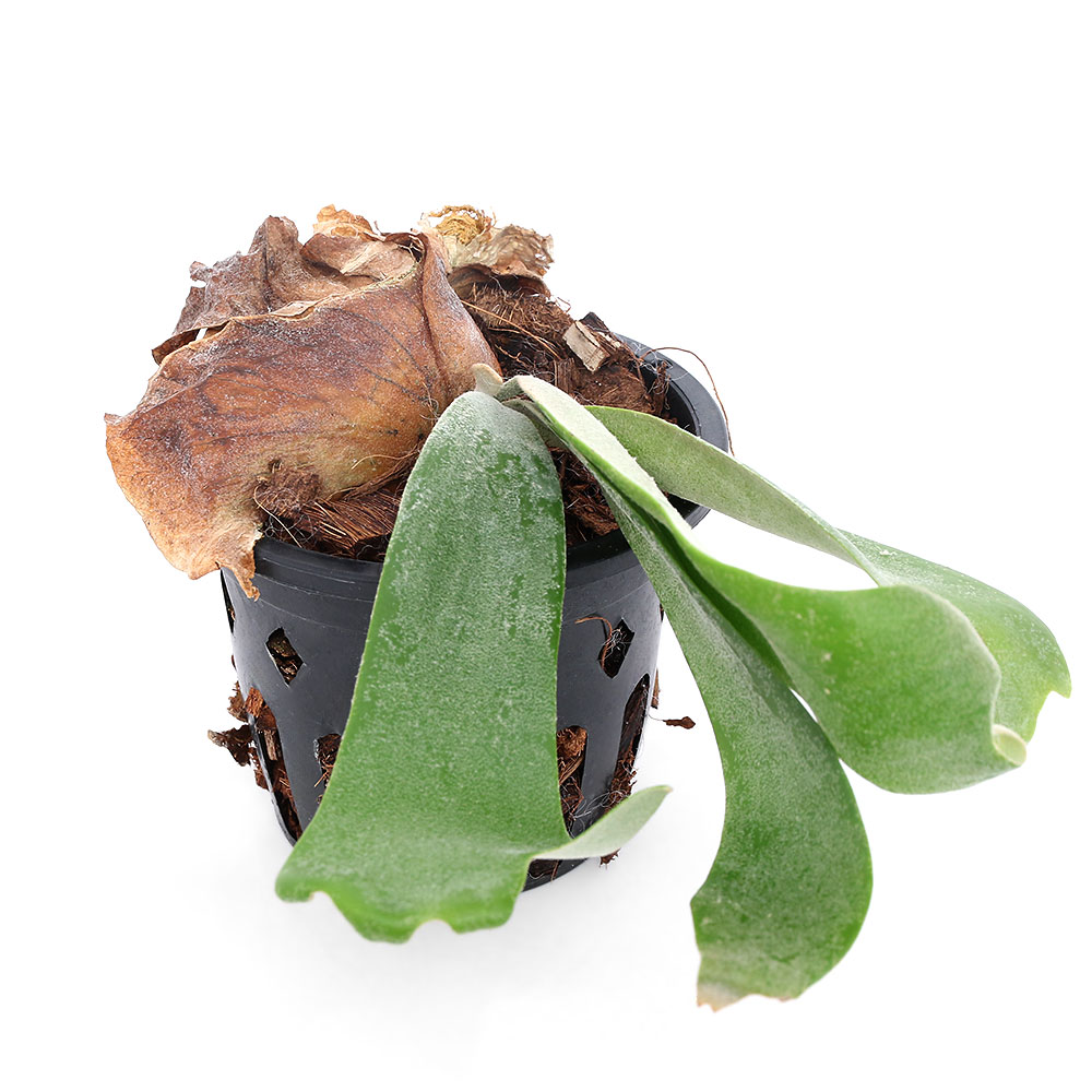 楽天市場】（観葉植物）ビカクシダ ウィリンキー スポア 4号（1鉢