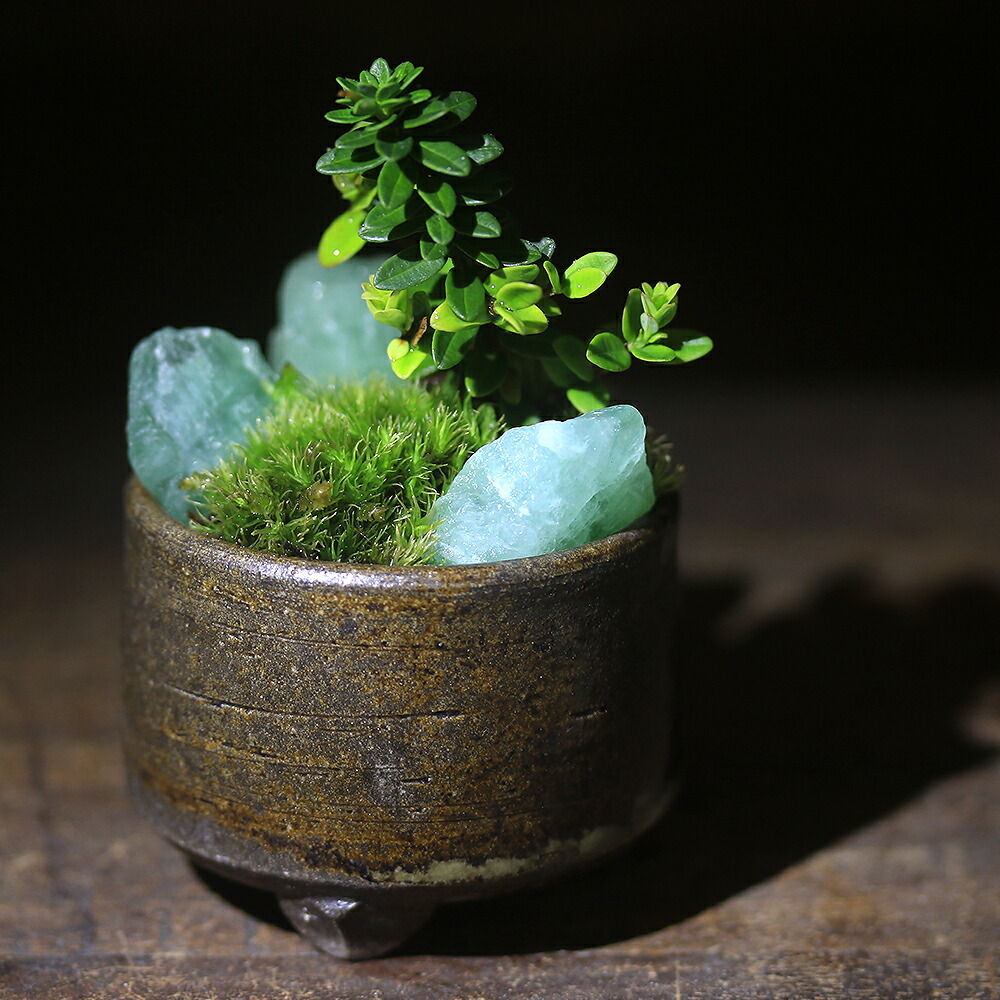 楽天市場】（山野草）苔盆栽 おまかせ山野草・鉱石 益子焼植え 丸型 小