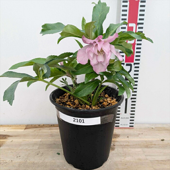 ムック様ご購入苗㉖-114㉖-115クリスマスローズ ムック様ご購入苗㉖