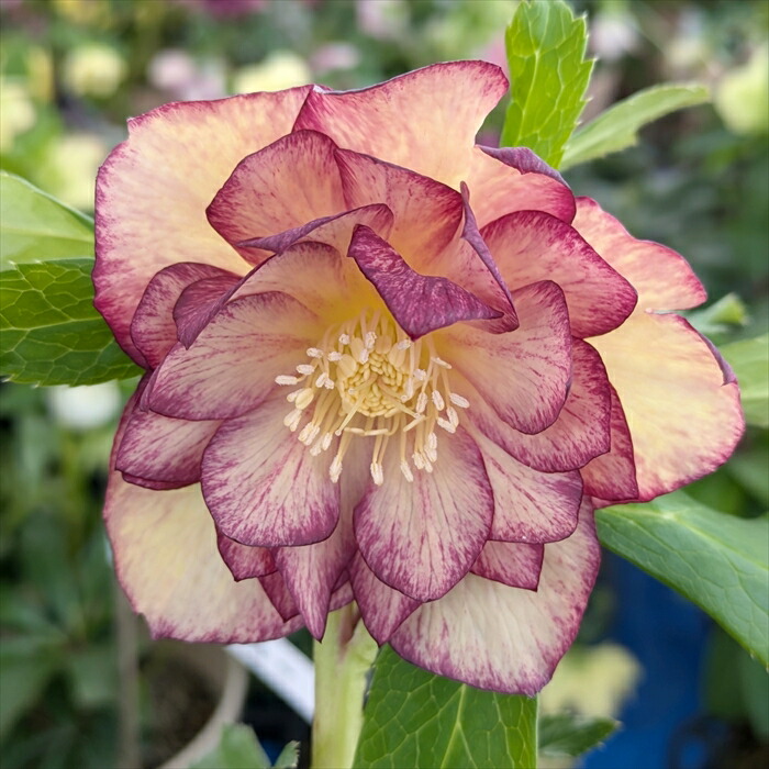 ☆クリスマスローズ:【清楚で可憐な！カップ咲き・超小輪花】開花目前