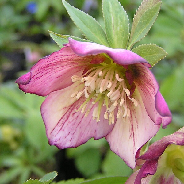 原種交配系 プチドール シングル クリスマスローズ 原種交配系