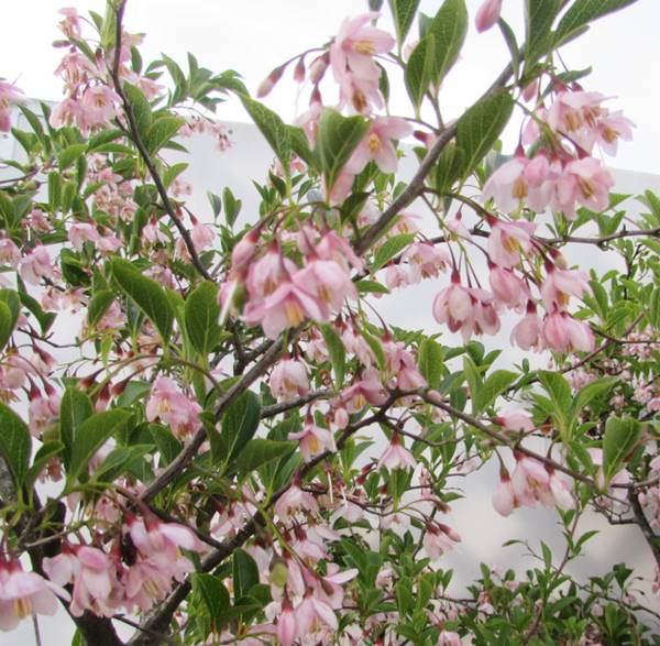 楽天市場】【選べる現品】エゴノキ(エゴの木) ピンクチャイム 苗木