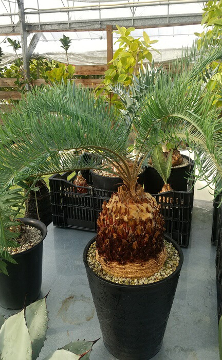 サイカスカイルンシアナ」の人気商品一覧 | 安い商品を通販サイトから