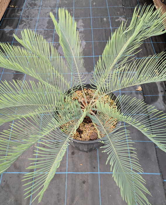 楽天市場】【現品】ソテツ サイカス カイルンシアナ ブルー 球体直径約