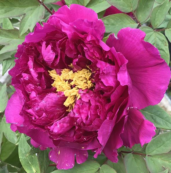 楽天市場】ボタン(牡丹) 苗木 島大臣(シマダイジン) 7号 : 千草園芸