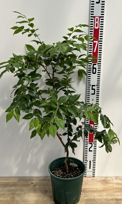 楽天市場】ジャボチカバ 苗木 5号 : 千草園芸