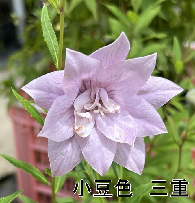 楽天市場】【4色から選ぶ】桔梗(キキョウ)苗 高性種 三重咲き 3号苗