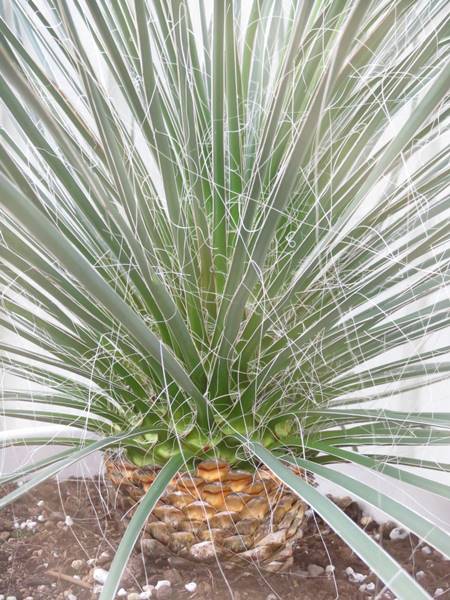 楽天市場】【現品発送】ユッカ エラータ 大株 12号鉢植え : 千草園芸