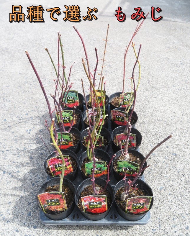 楽天市場】【品種で選ぶ】 モミジ 苗木 3.5号(k04) : 千草園芸