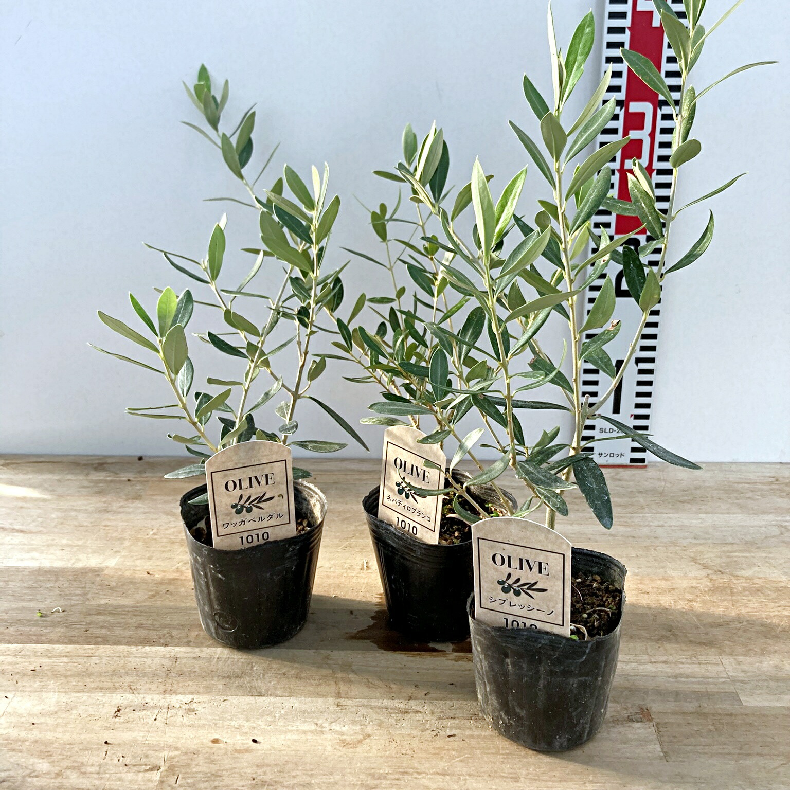 楽天市場】【品種とポットサイズで選ぶ】オリーブの苗木 3号、3.5号