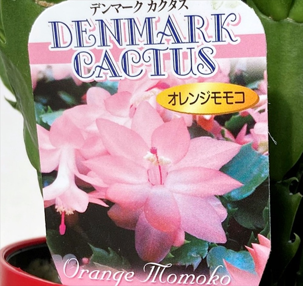 クラウン】シャコバサボテン 赤羽＋黄羽＋バハ 接木 クラウン様専用