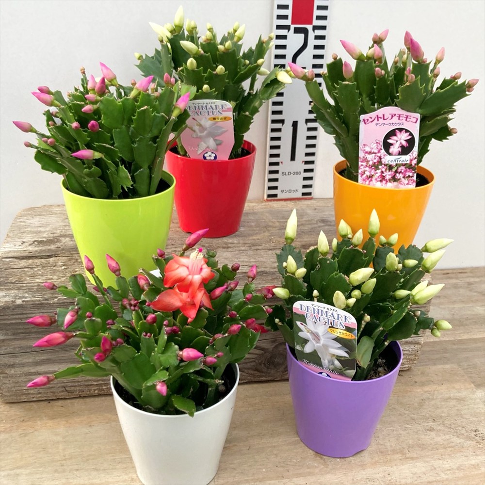 楽天市場】【全8種 品種で選ぶ】シャコバサボテン 3.5号カラーポット