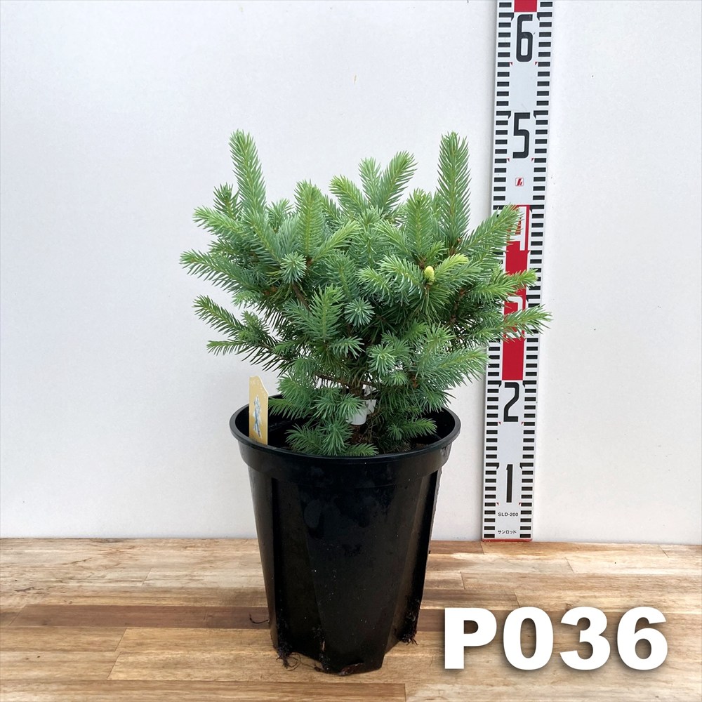 楽天市場】【樹形が選べる現品販売】ピセア・プンゲンストウヒ