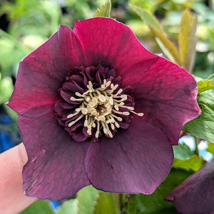 楽天市場】【現品】クリスマスローズ セミダブル咲き パープル系 7号大