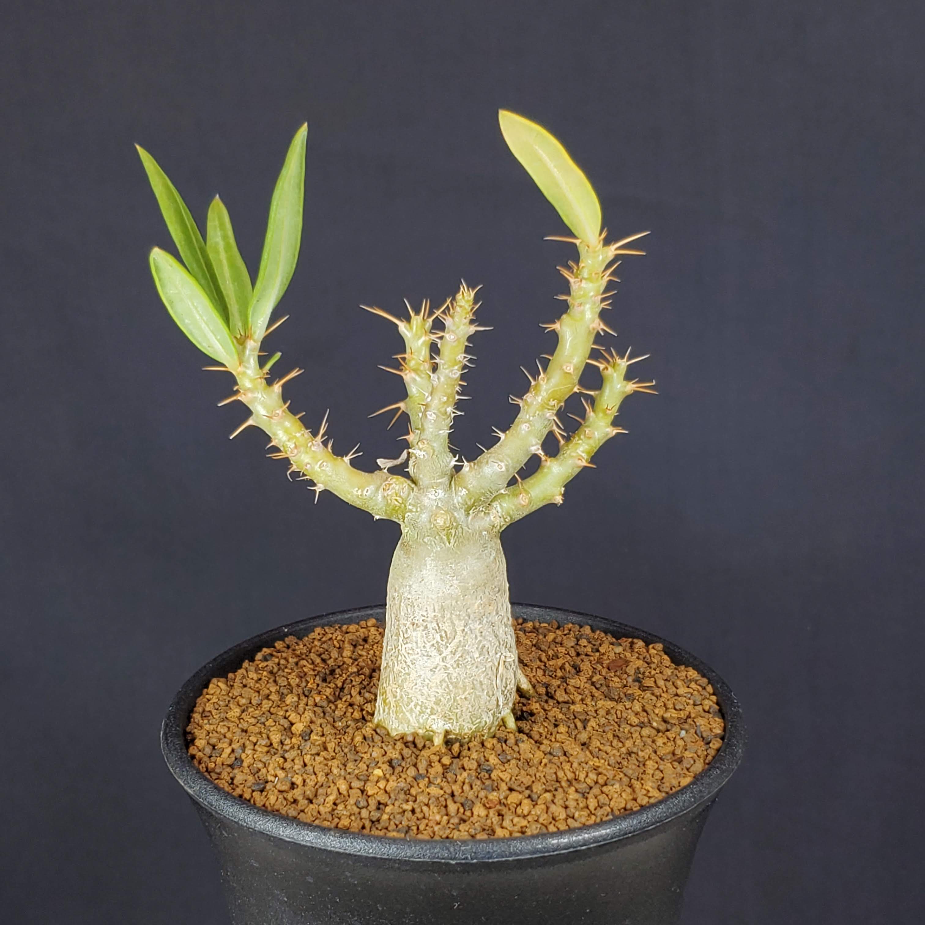 楽天市場】パキポディウム・ビスピノーサム 9cm鉢 カクタス長田