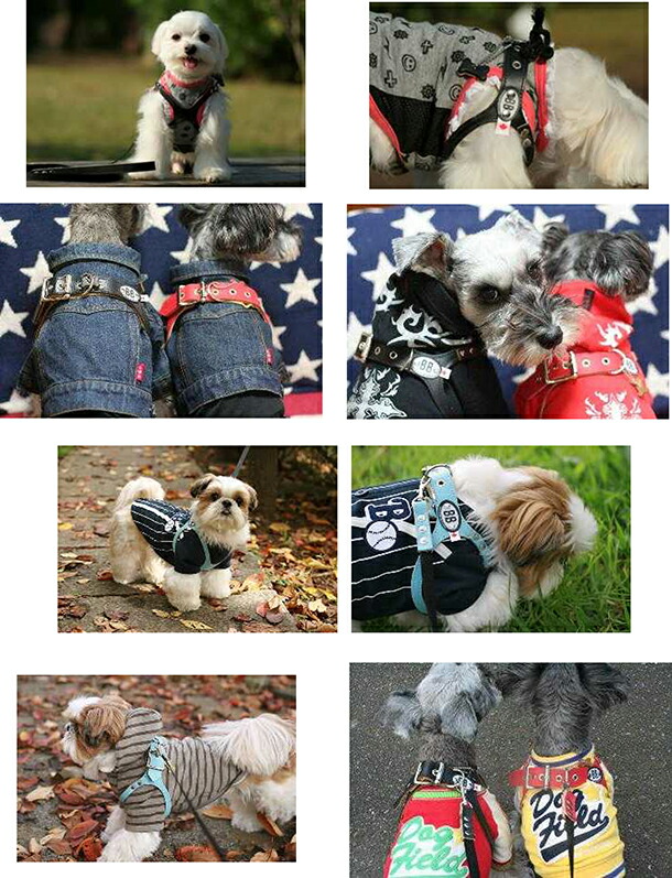 楽天市場】バディーベルト ハーネス 2.5号 ブラン Blanc 小型犬 ペット