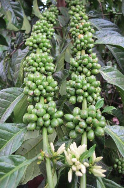 楽天市場】DRIP TRIP コーヒー生豆 1kg ウガンダ ロブスタ カウェリ