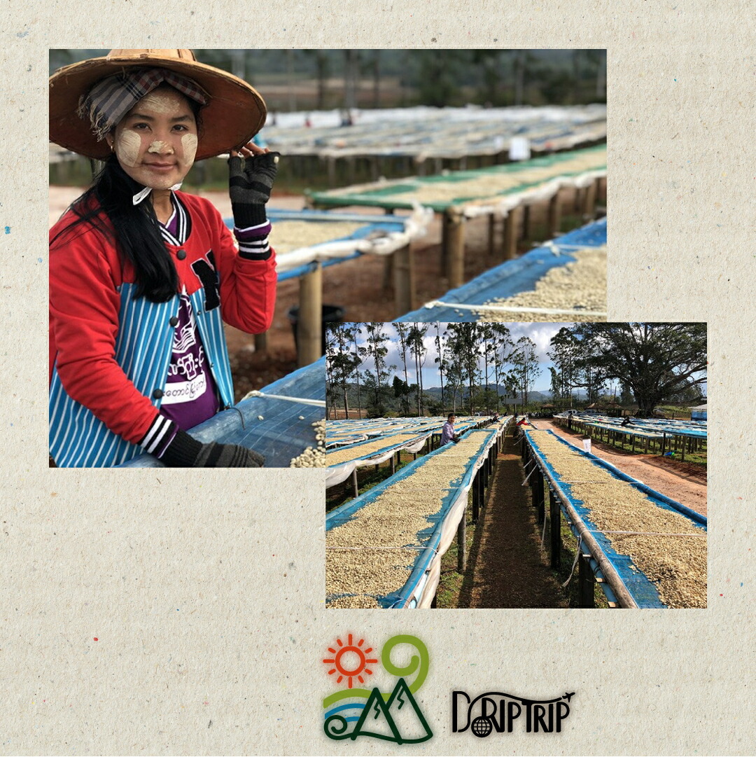 楽天市場】DRIP TRIP コーヒー 生豆 ブラジル サントアントニオ