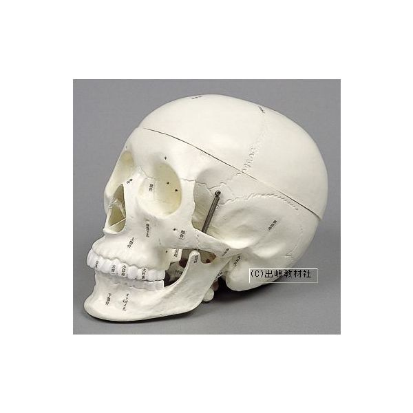 ホモハビリス頭骨模型 頭骨模型