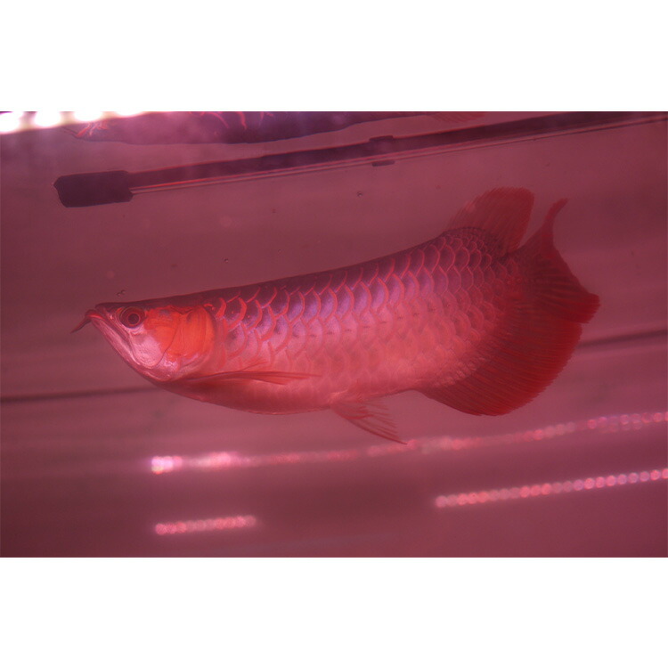 楽天市場】紅龍 スーパーレッド 水中 レッドアロワナ 水槽ライト
