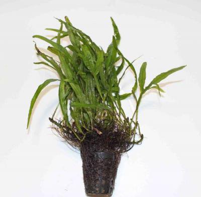 楽天市場】ミクロソリウム・トライデント（3株） : 水草通販 イイ水草