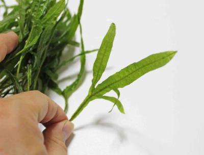 楽天市場】ミクロソリウム・トライデント（3株） : 水草通販 イイ水草