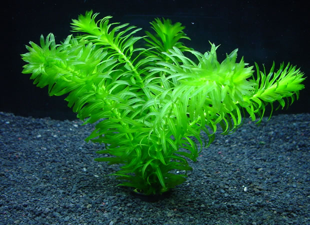 専用ページ天然アナカリス1000本 専用ページ 天然アナカリス1000本で