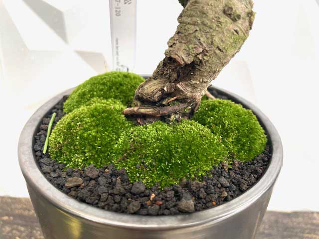 楽天市場】【実物現品限り】盆栽 黒松 鉢植鉢 陶器鉢 父の日 盆栽