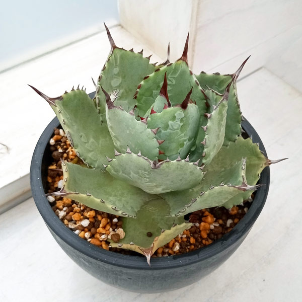 楽天市場】観葉植物/（わけあり特価）アガベ：ドラゴンスケイル 5号