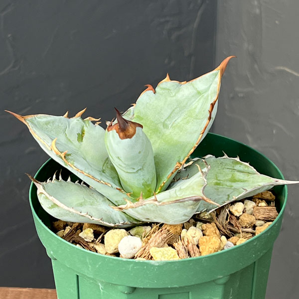 楽天市場】アガベ（観葉植物｜花・観葉植物）：花・ガーデン・DIYの通販