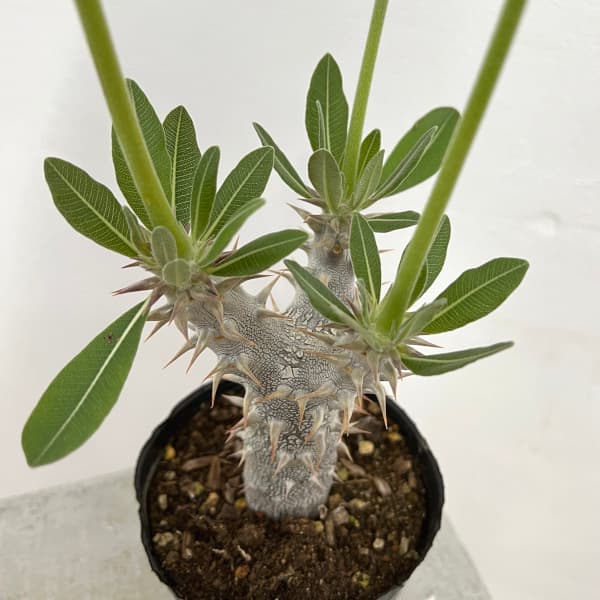 楽天市場】観葉植物/パキポディウム：デンシフローラム（国内実生株