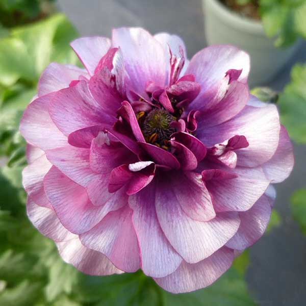 苗 ラナンキュラスラックス」の人気商品一覧 | 安い商品を通販サイト