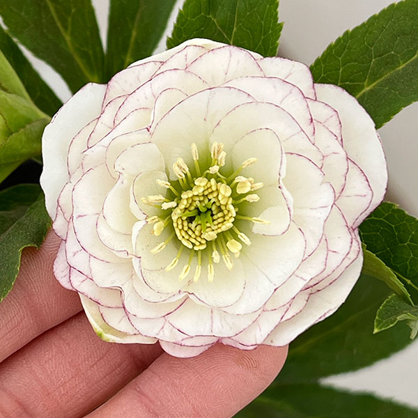 楽天市場】横山園芸クリスマスローズの通販