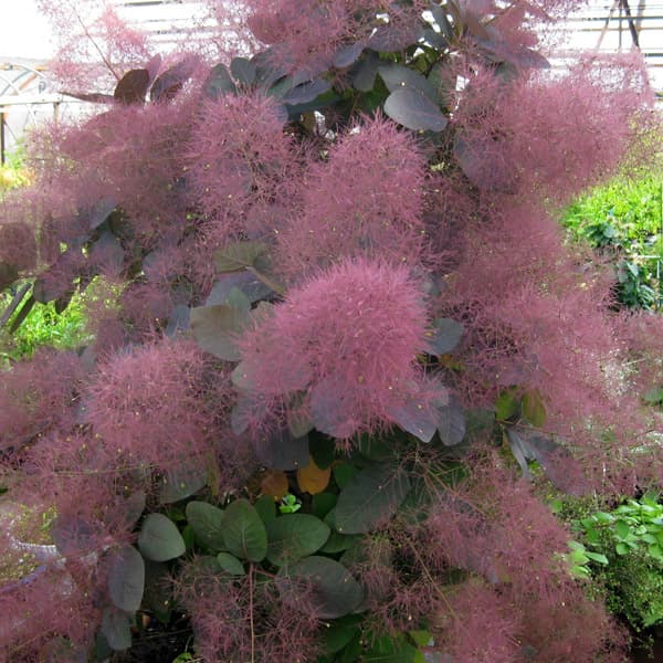 楽天市場】花木 庭木の苗/スモークツリー：グレース7号ポット : 園芸