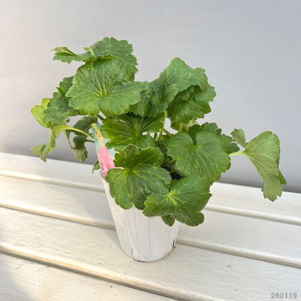 楽天市場】草花の苗/ラナンキュラス：サラセレネ パルセノス3.5-4号