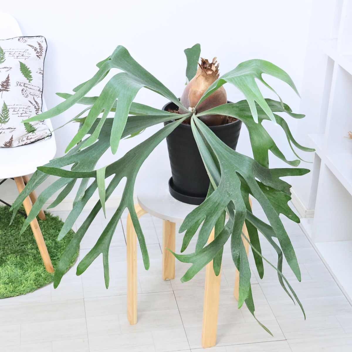 ビカクシダ P.bifurcatum old type 3株＋2株付き ビカクシダ P