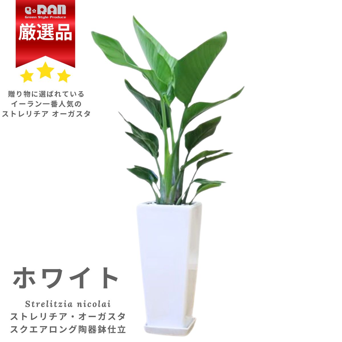 楽天市場】＼ポイント5倍／人気 ストレリチア オーガスタ 株立 高さ約