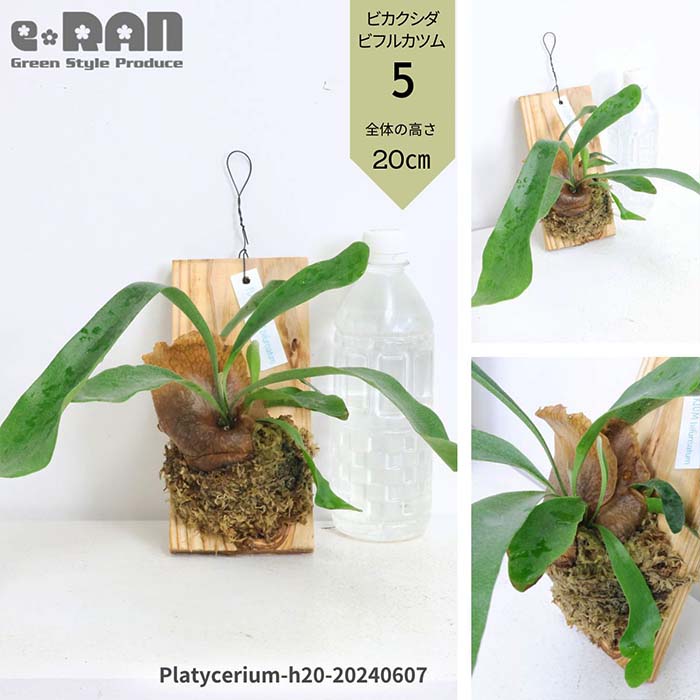 楽天市場】＼ポイント5倍／【選べる現品発送】シダ植物 ビカクシダ