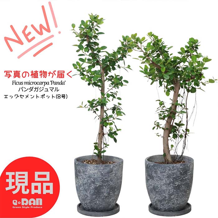 楽天市場】＼ポイント5倍／【選べる現品発送】観葉植物 パンダ