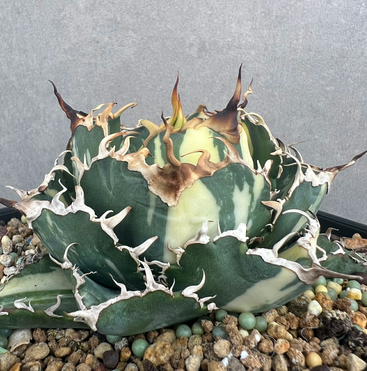 楽天市場】特選子株 強刺 アガベ チタノタ 白鯨 稿斑錦 厚い葉特選美品