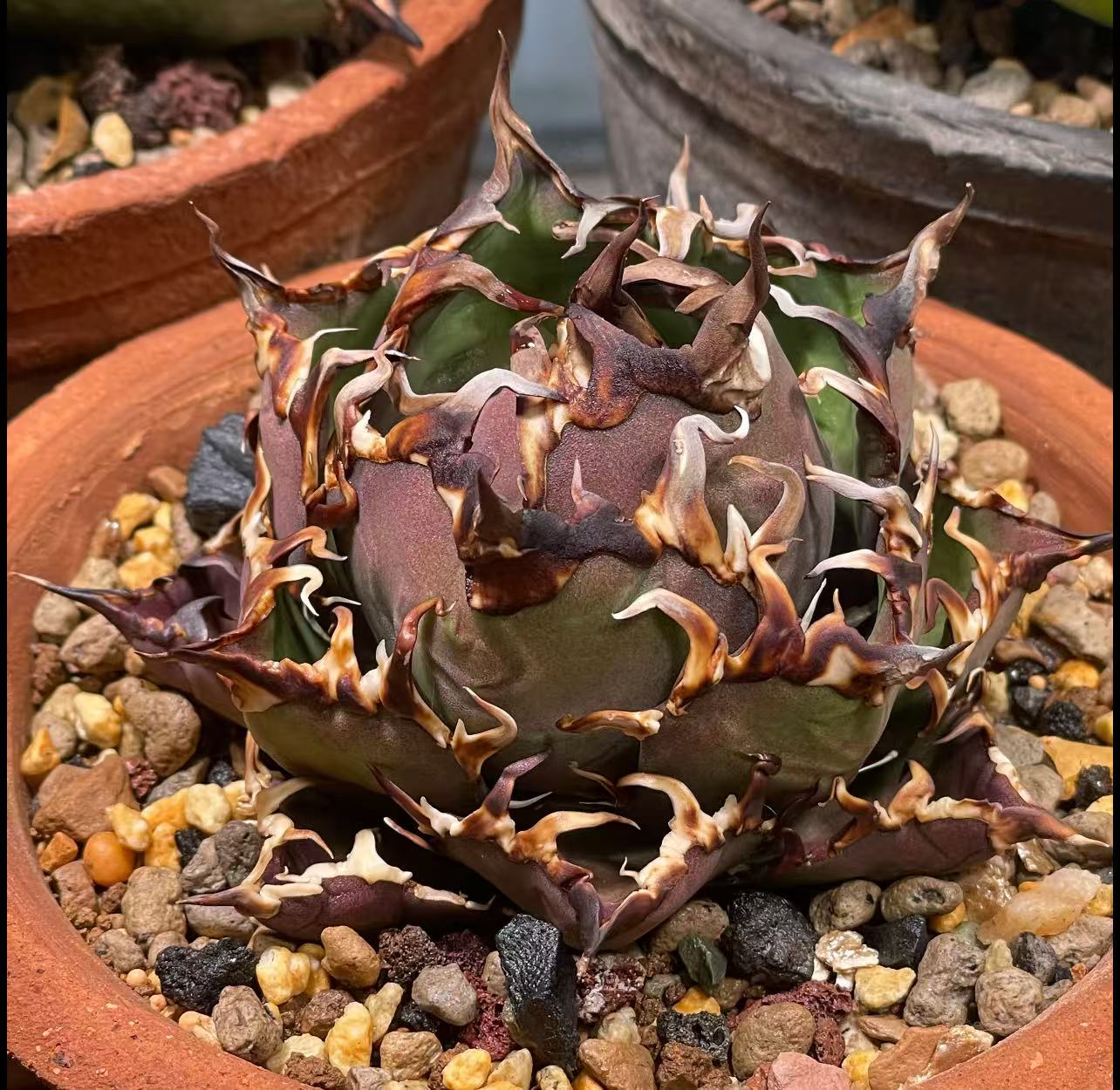 imgrc0087541171.jpg?fitin=272:272