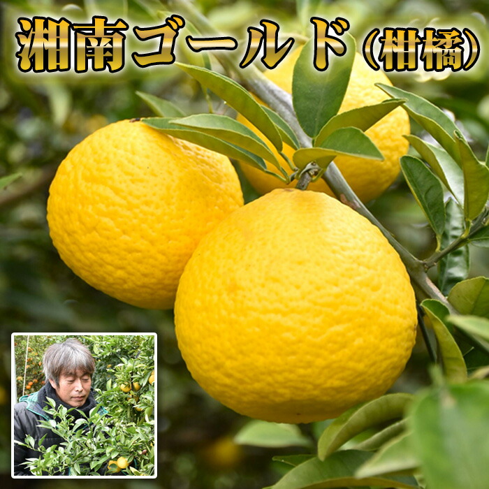 楽天市場】【ふるさと納税】 湘南ゴールド（柑橘） ／ 果物 くだもの