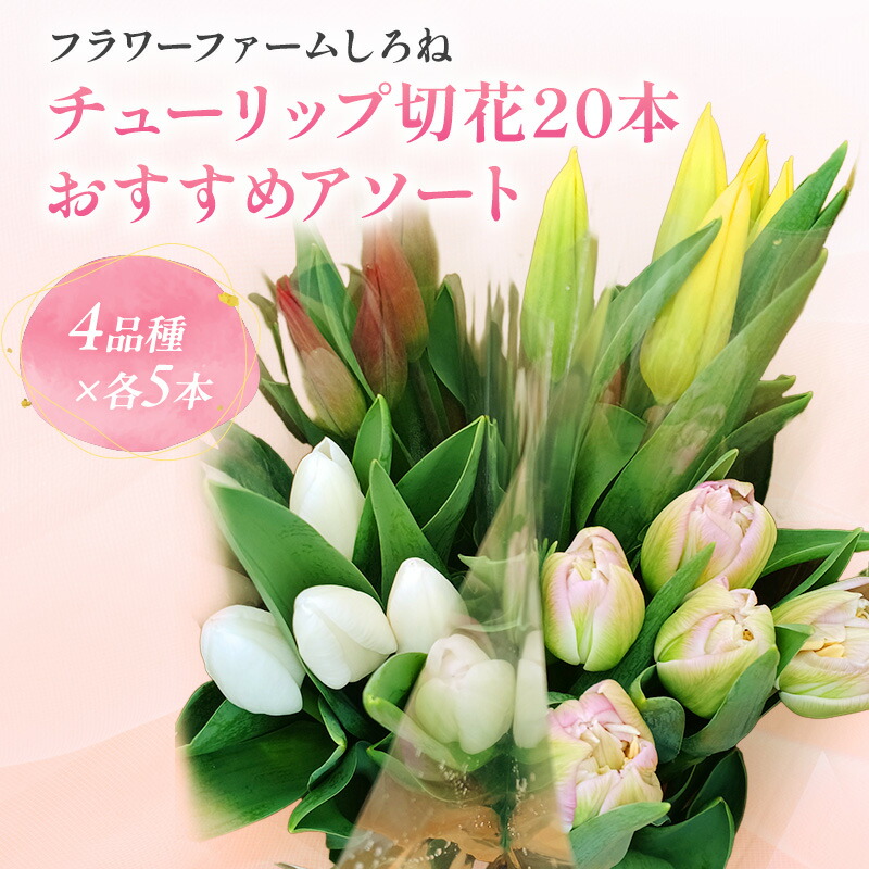楽天市場】チューリップ（植物の本数5本）（花束・切花｜花・観葉植物