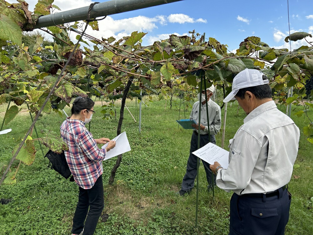 楽天市場】【ふるさと納税】 ワイン 日本ワイン やまぶどうワイン 「山
