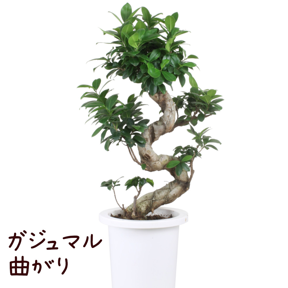 曲がりガジュマル (現品) 根上がり 曲線 空間浄化インテリアグリーン
