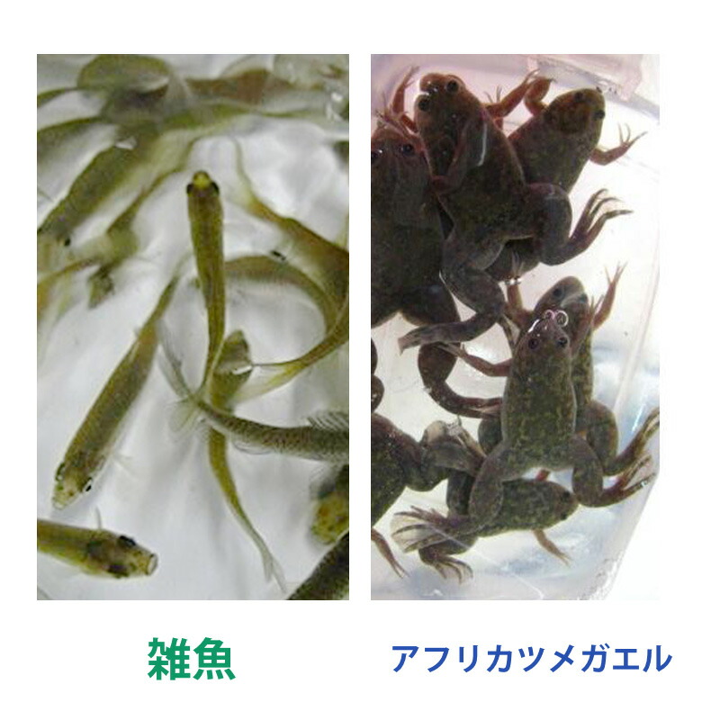 楽天市場】アフリカ ツメガエル 餌 用の通販