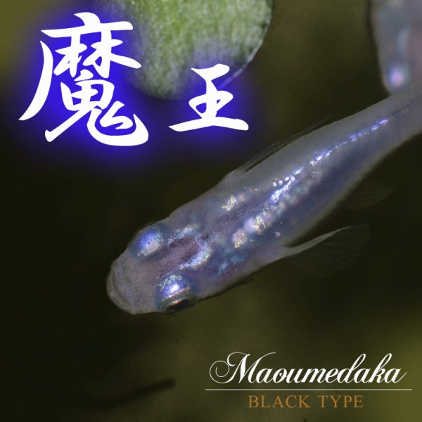 楽天市場】(めだか)魔王メダカ （約-cm）（3匹）【水槽/熱帯魚/観賞魚